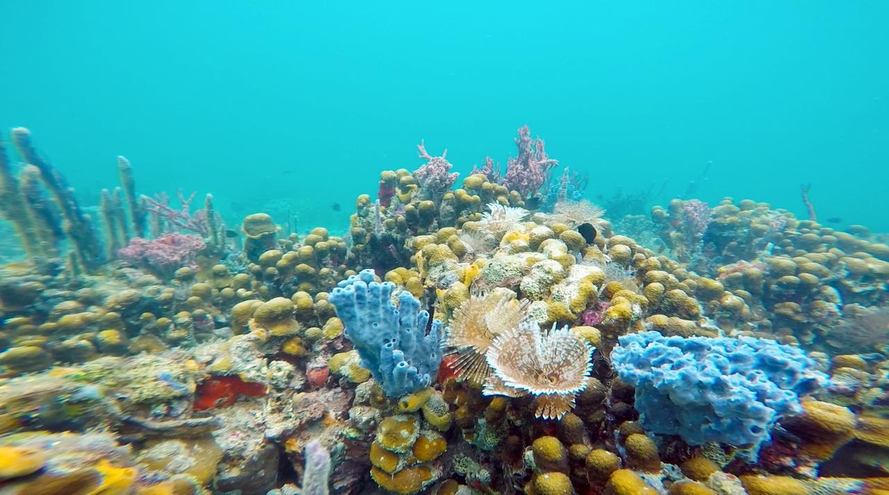 Azul Paradise باستيمينتوس المظهر الخارجي الصورة